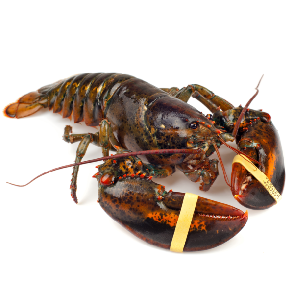 Fresh Live Lobster ~700 gr (500gr-1kg) | Canadian Lobster