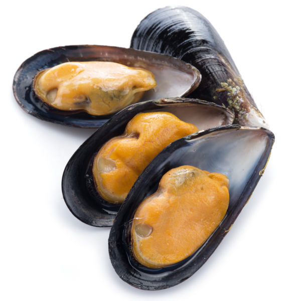 Fresh Mussels 1 kg