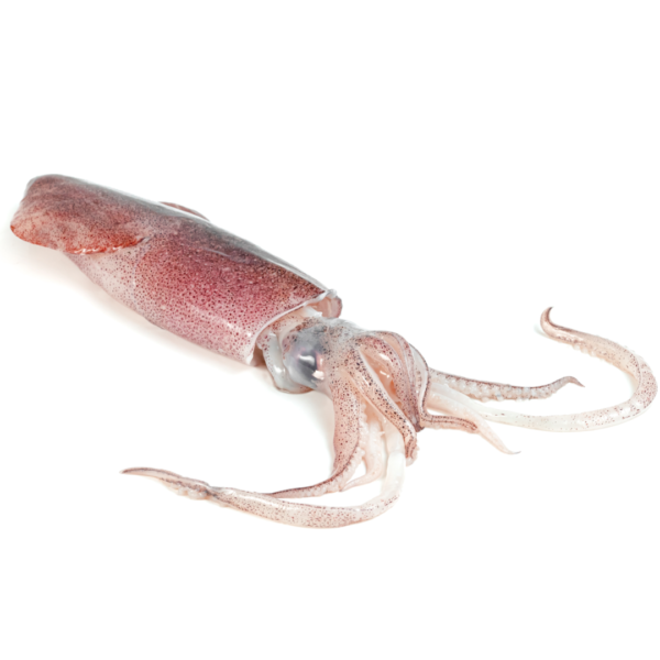 Fresh Squid ~ 400 - 500 gr