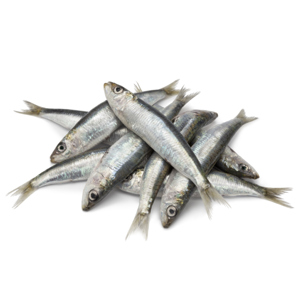 Sardines 1 kg